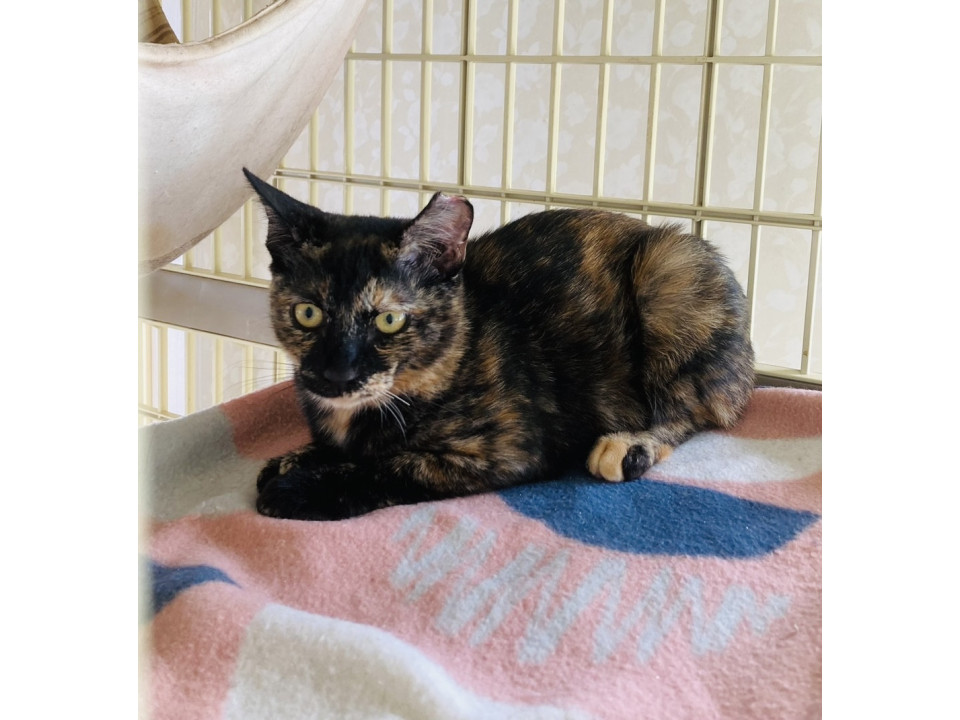 ちょっぴりシャイなサビ柄の枇杷ちゃん