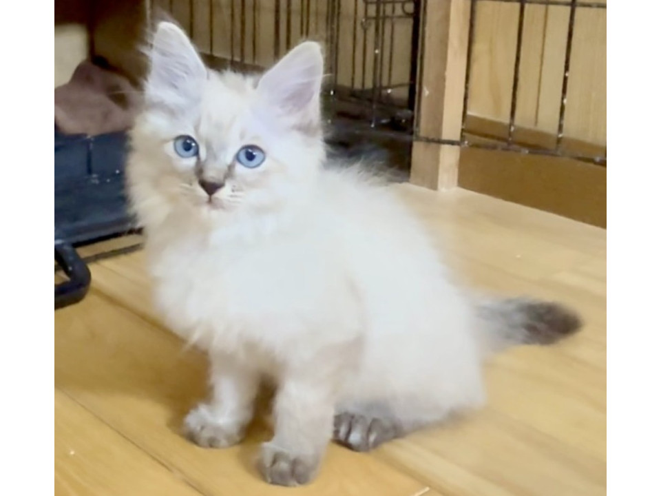 暗闇で彷徨う仔猫を保護!