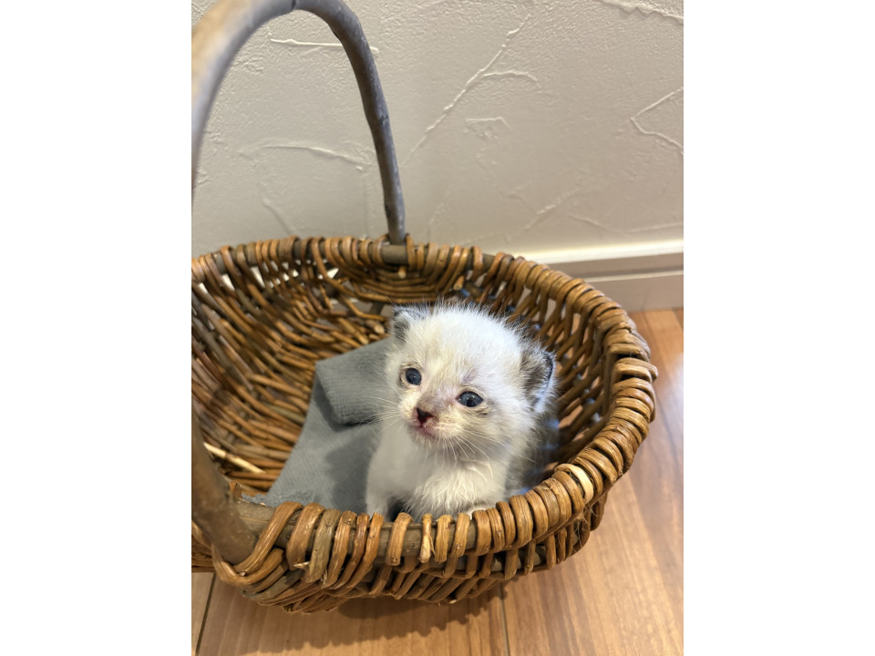 お顔が可愛い仔猫 生後1ヶ月未満