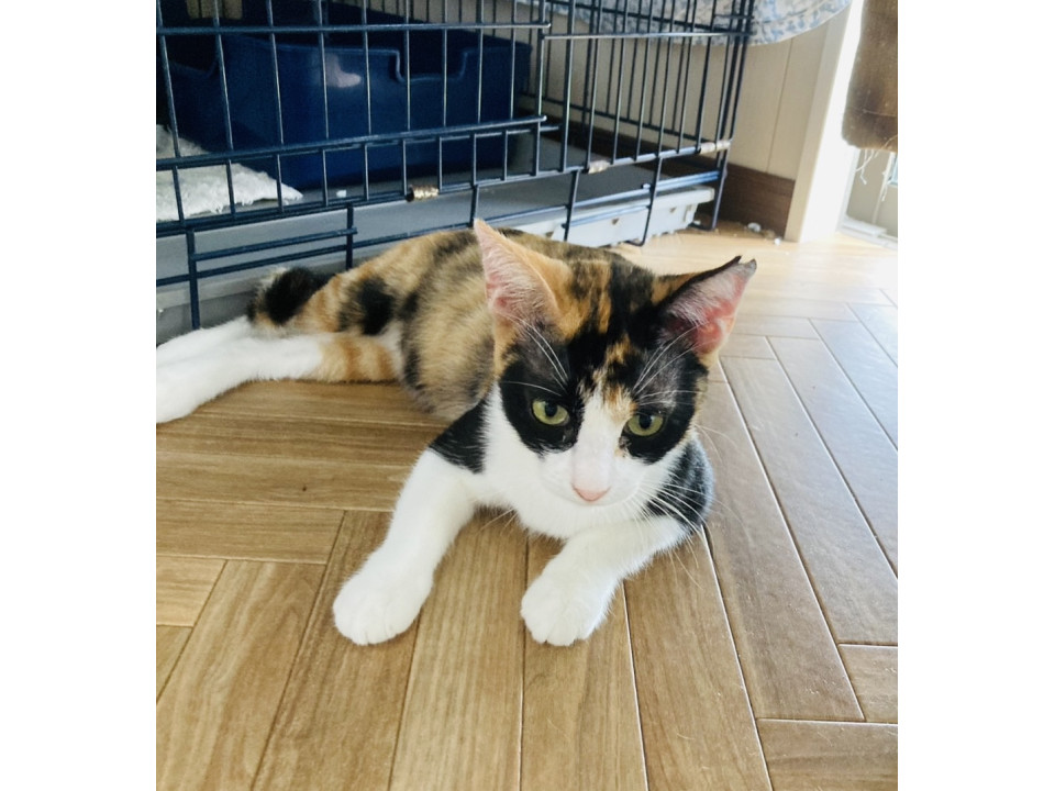 人が好き!猫とも仲良し三毛のミニーちゃん