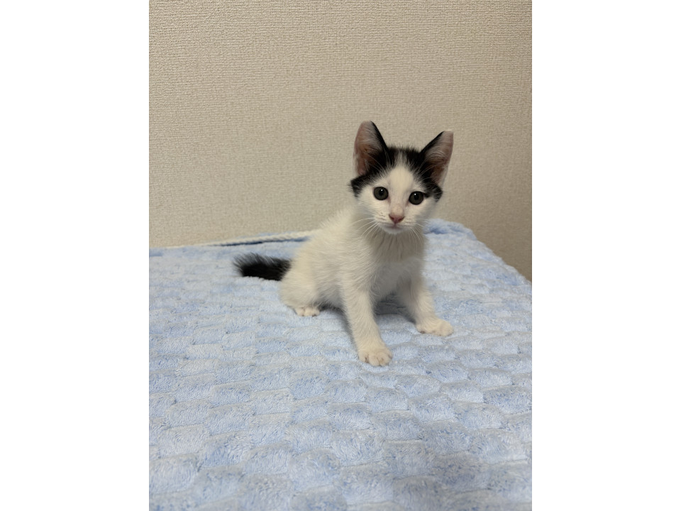 ふーちゃん/おもちゃでよく遊びます!