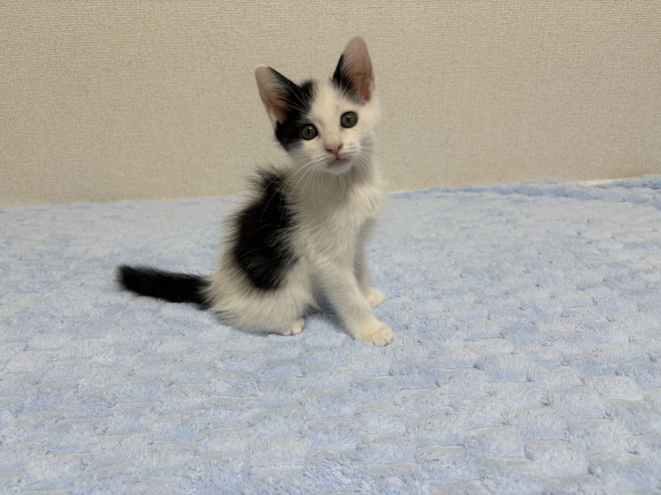ダイちゃん/人慣れ抜群です!
