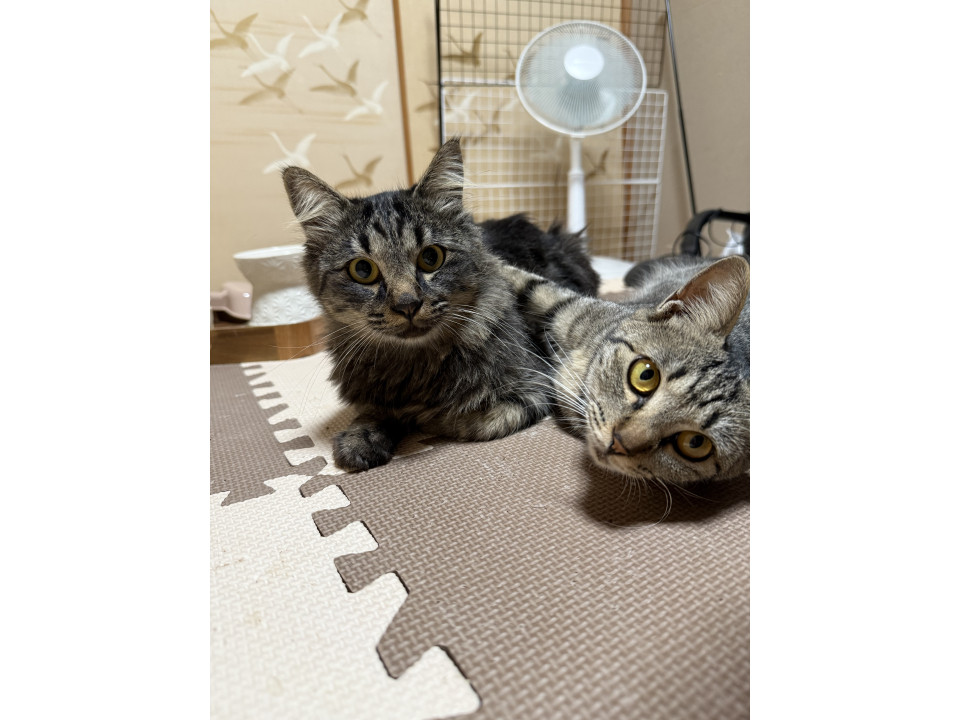 毛長の美しい猫ちゃん