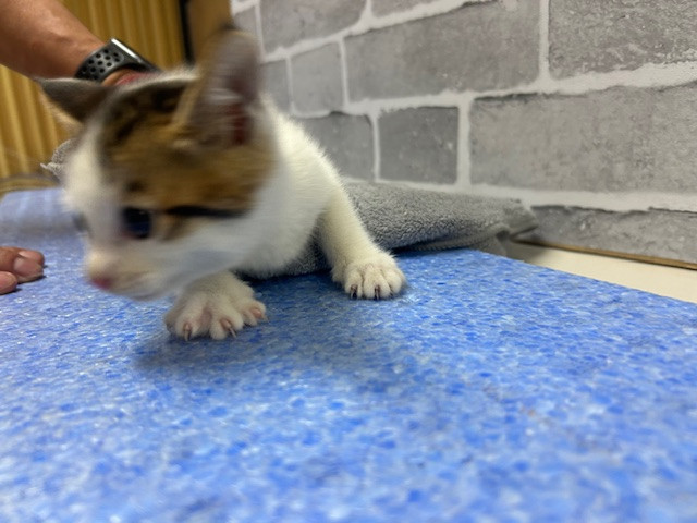 保護した５兄妹　2