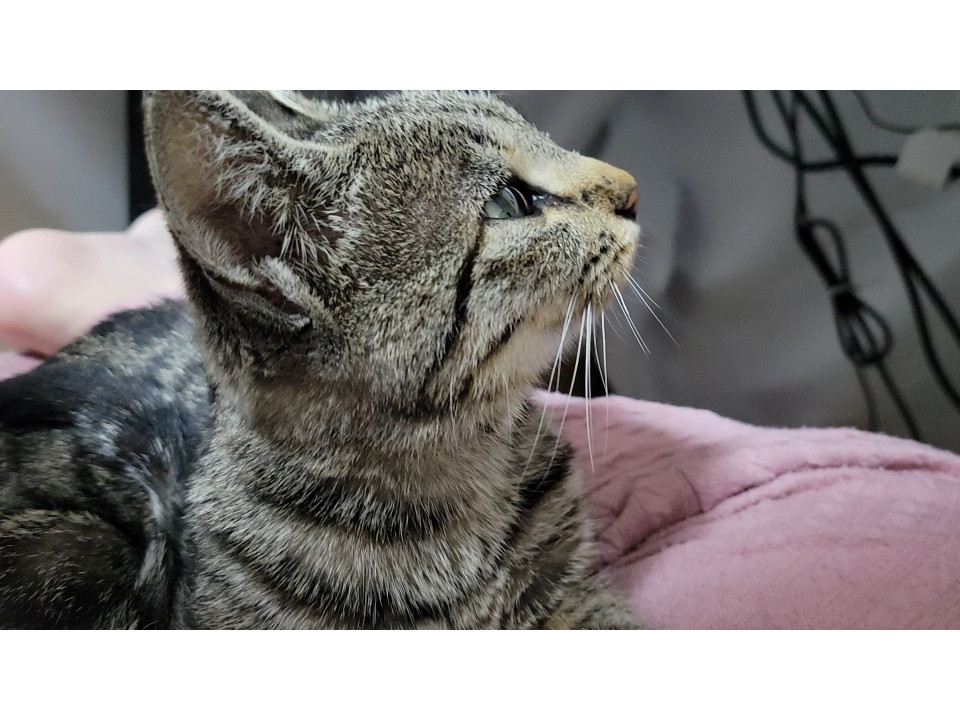 お返事上手な甘えん坊子猫ちゃん