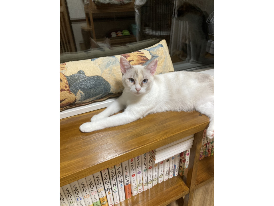 おっとり大人しいシャム柄のソニーちゃん
