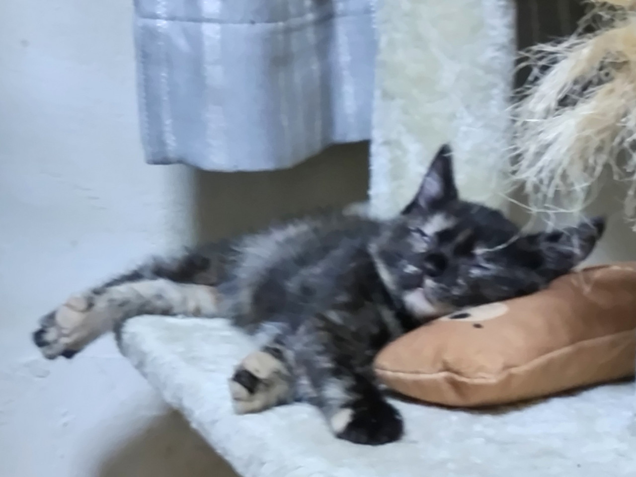 肝の座ったサビ猫ちゃんです。