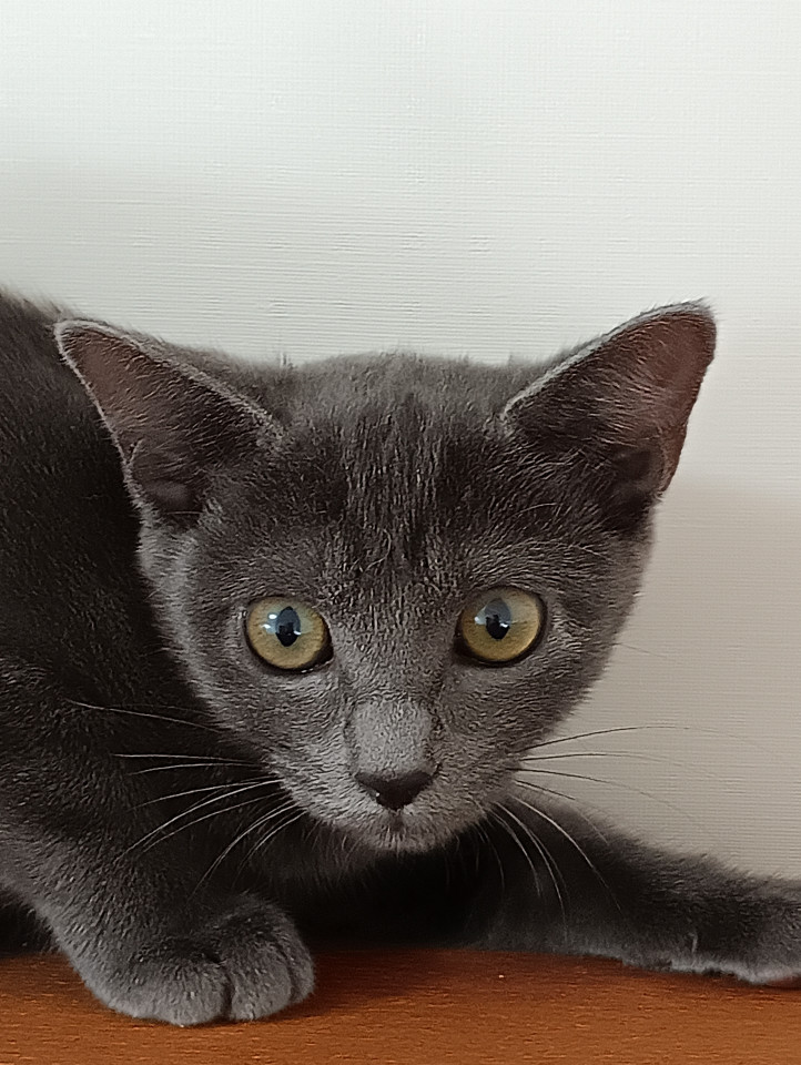 グレーの子猫