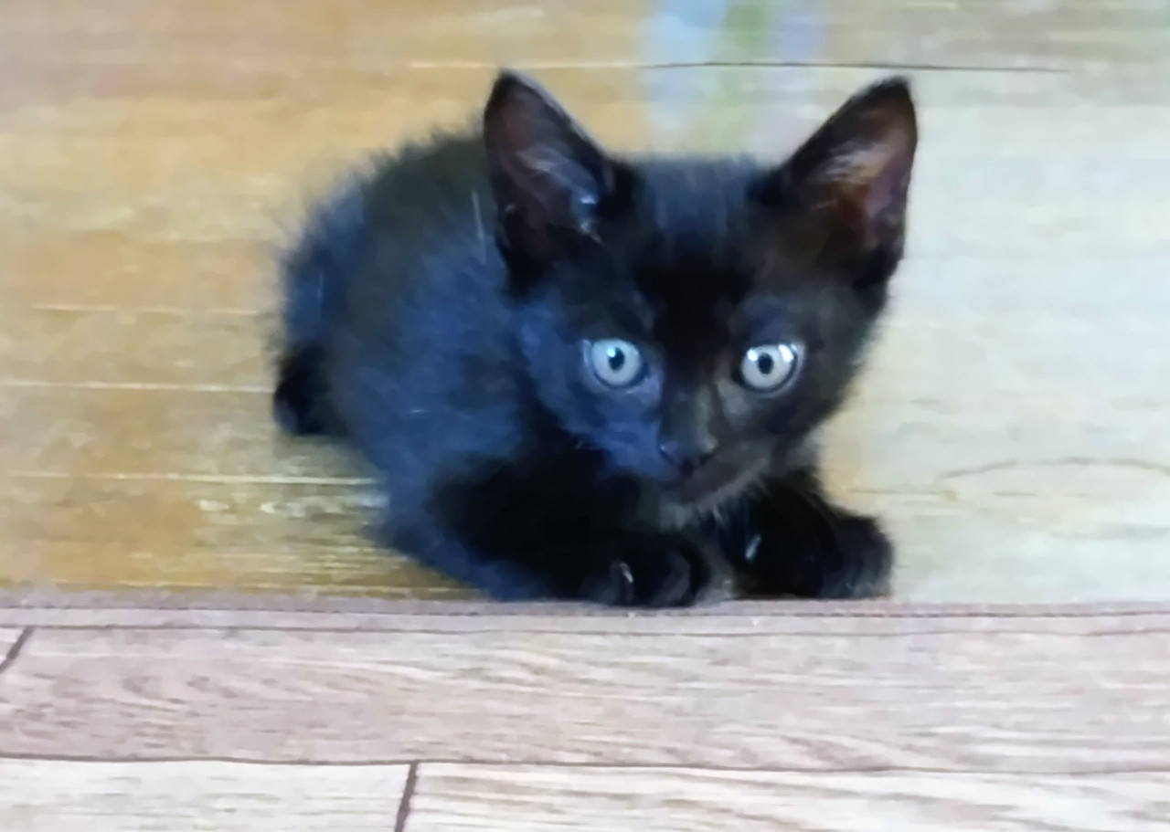 甘えたの黒猫です