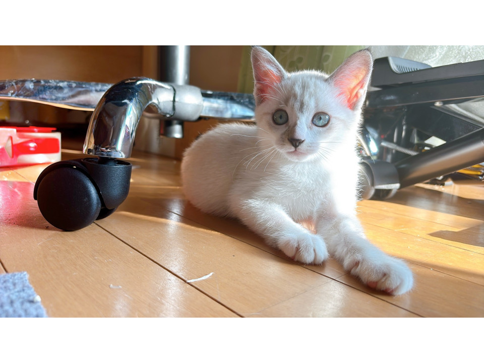 白キジちいかわちゃん