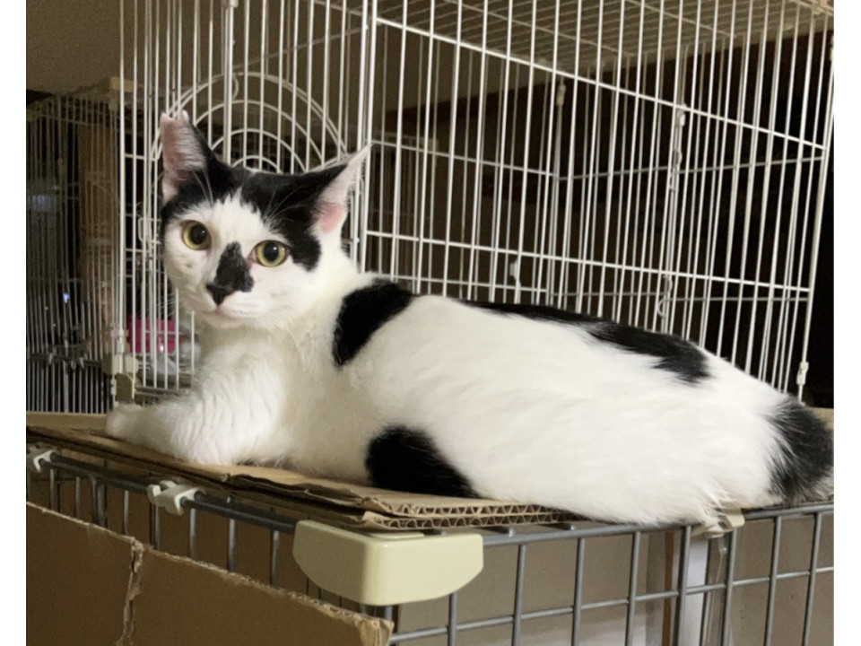 可愛い白黒猫パッツォ