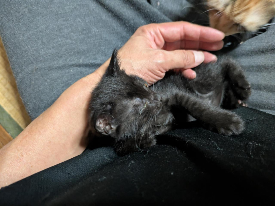 至急里親さん探してます。ちびっ子黒君