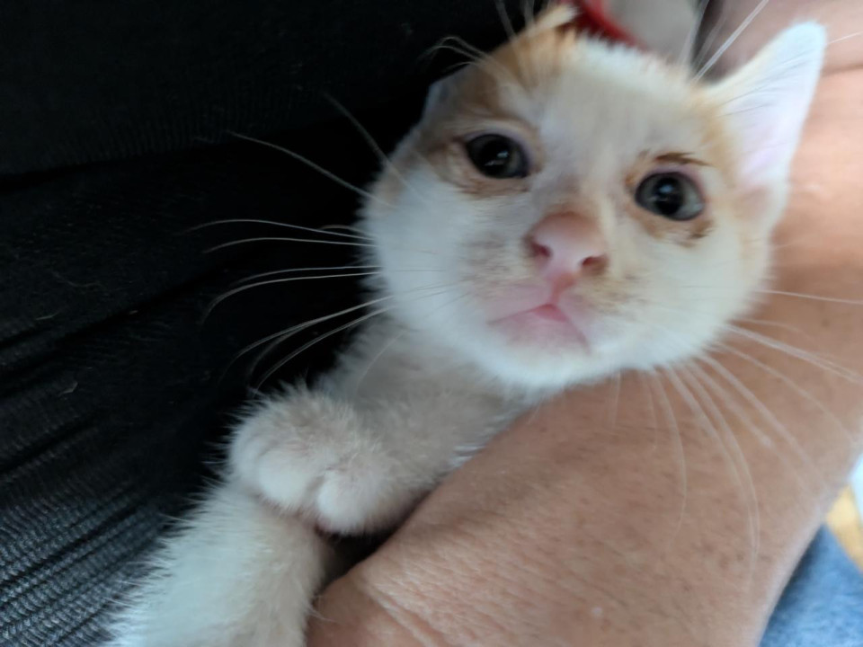 至急里親さん探してます。ちびっ子白茶君