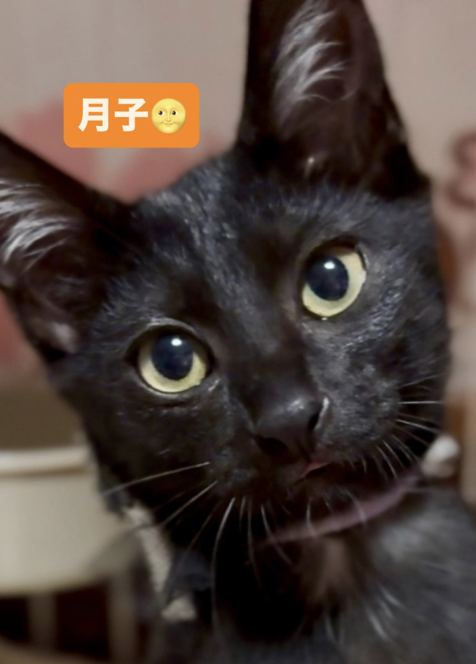 カワユイ黒猫❤️月子ちゃん(2ヵ月半)