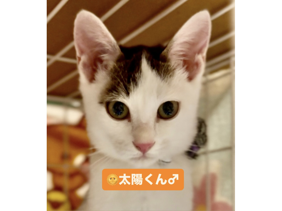 イケメンのキジ白❤️太陽くん(2ヵ月半