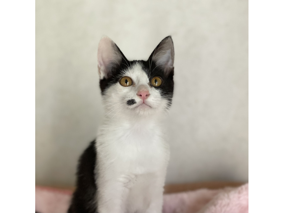 猫にも人にもフレンドリー黒白男子