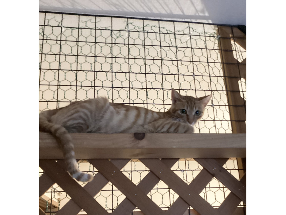 小さな茶トラママ