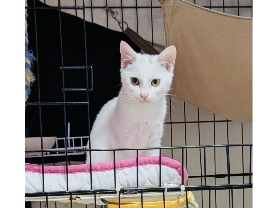 穏やかで人も猫も大好き温和なみらいちゃん