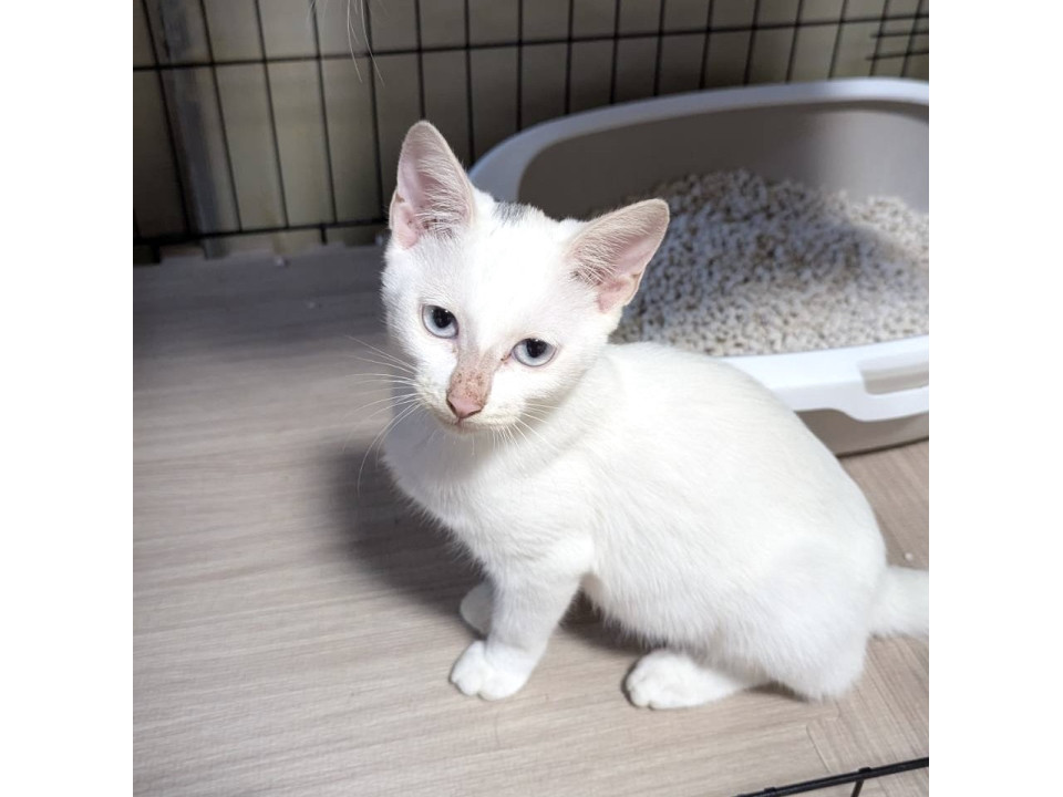 おっとり人も猫も好きブルーアイあおいちゃ