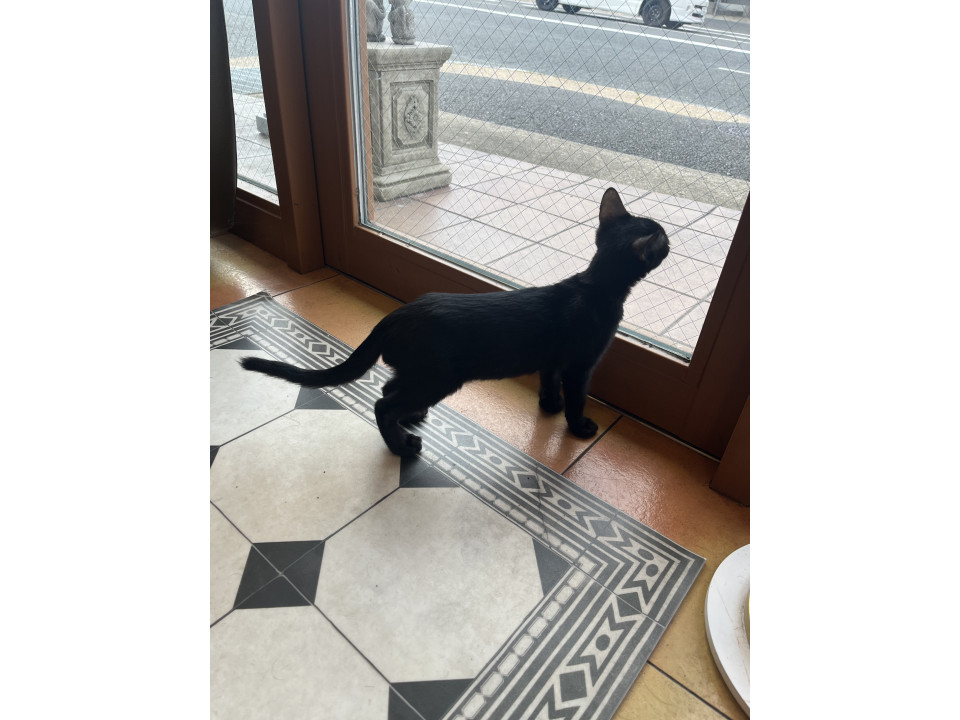 猫]京都府向日市の里親募集 甘えん坊真っ黒4ヶ月男の子