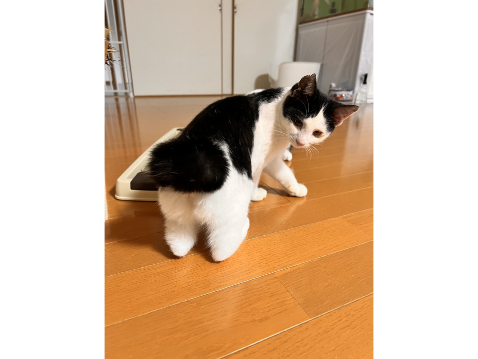うさぎのおちり♪「なみちゃん」※仮名