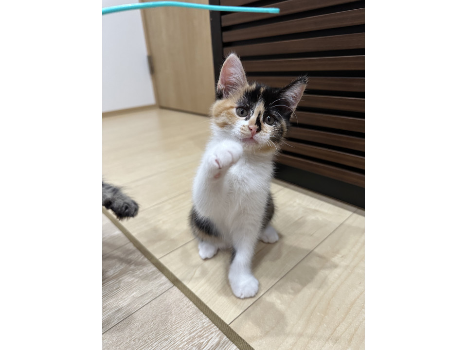 三兄弟の三毛猫しずくちゃん