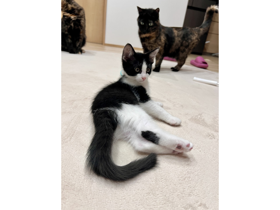 三兄弟の白黒ハチワレふうたくん