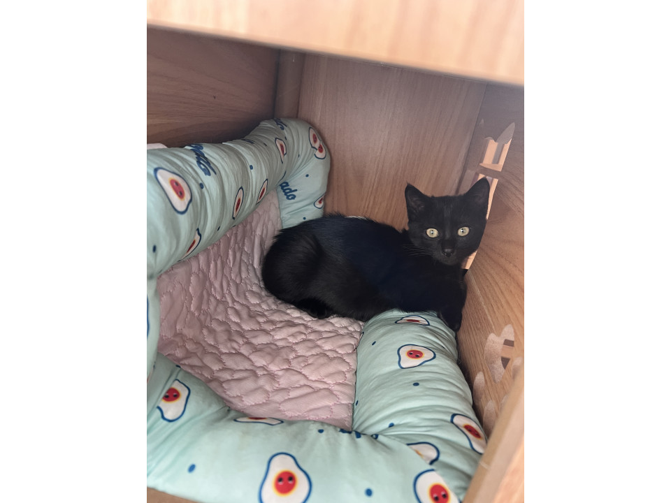 ツヤツヤの黒猫くろちゃん