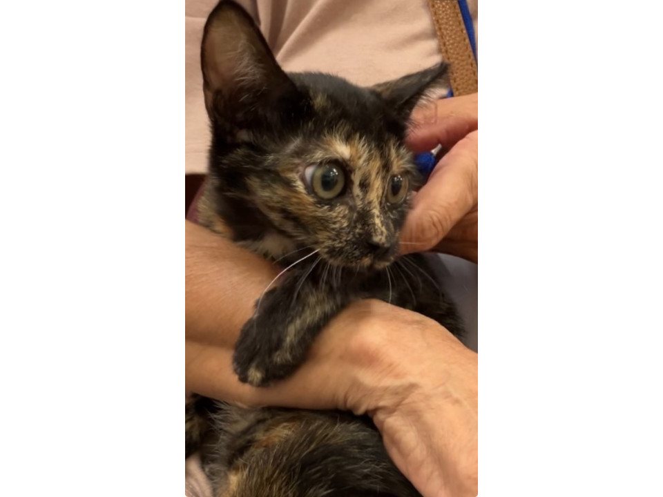 3ヶ月避妊手術済み❣️抱っこちゃん