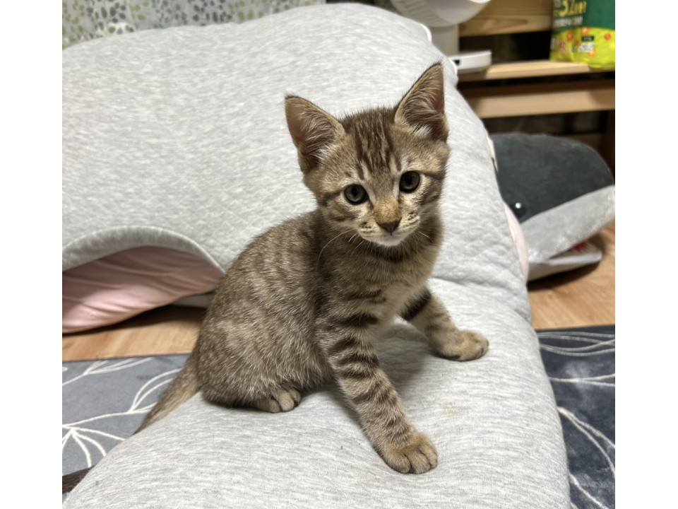 可愛い兄弟猫君です