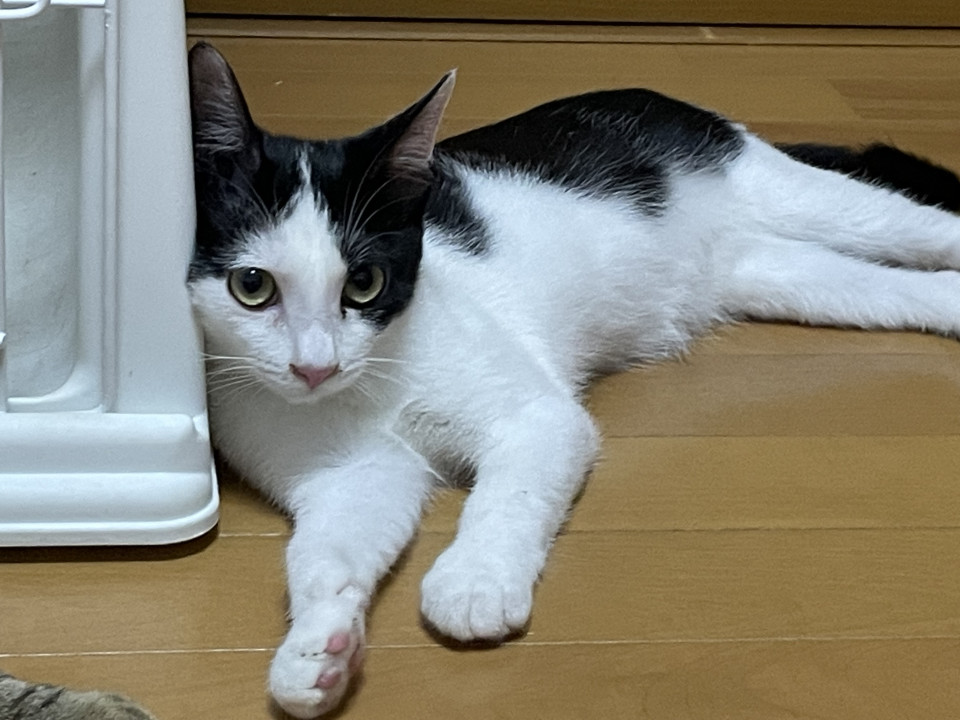 元気いっぱい4兄妹