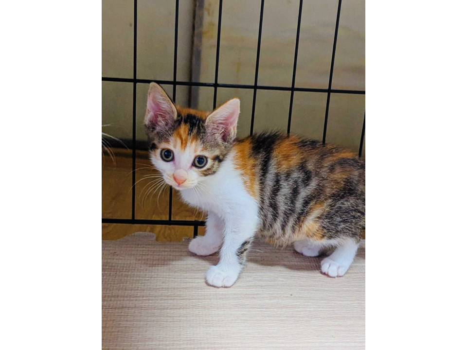 ちょっぴりシャイで控えめなテトちゃん