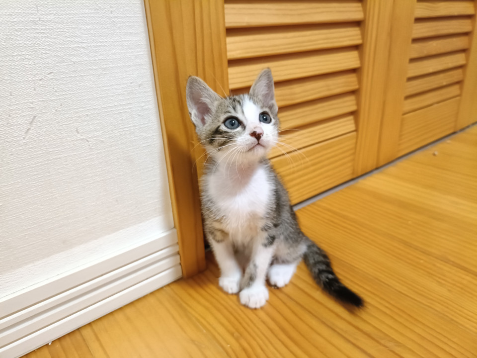 8/12生♪キジ白男の子♪