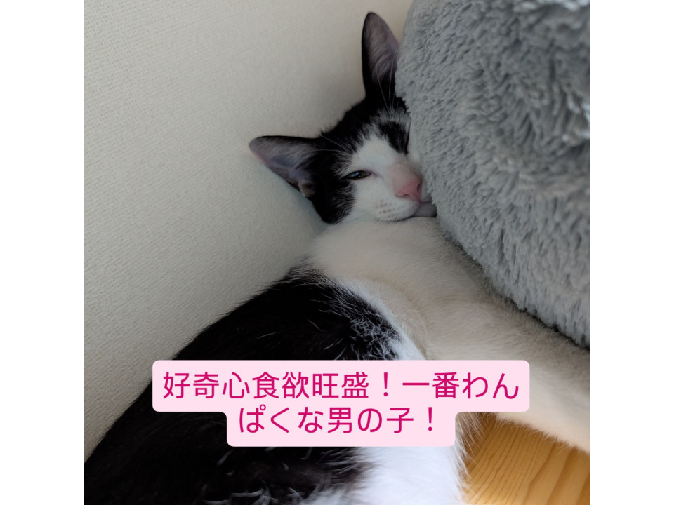 人馴れバッチリわんぱく男の子
