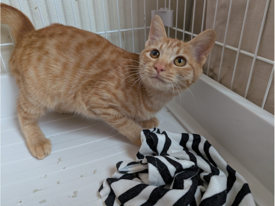 緊急!来週末人馴れした子猫をリリース