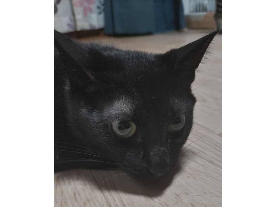 控えめな黒猫