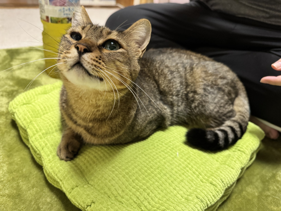イケメンキジトラのリクちゃん