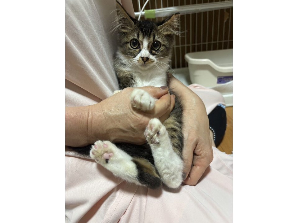 ふわふわ耳毛のウタちゃん!