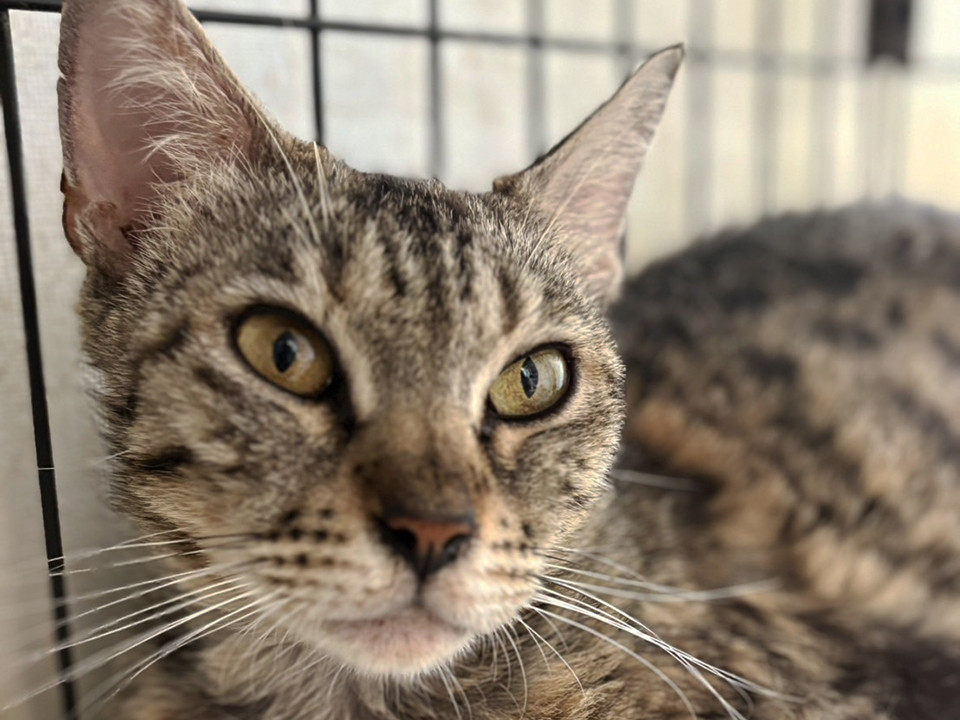 ヒョウ柄の猫♀約3～5歳みずたま