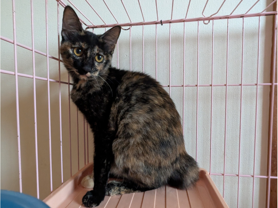緊急!来週末人馴れした子猫をリリース