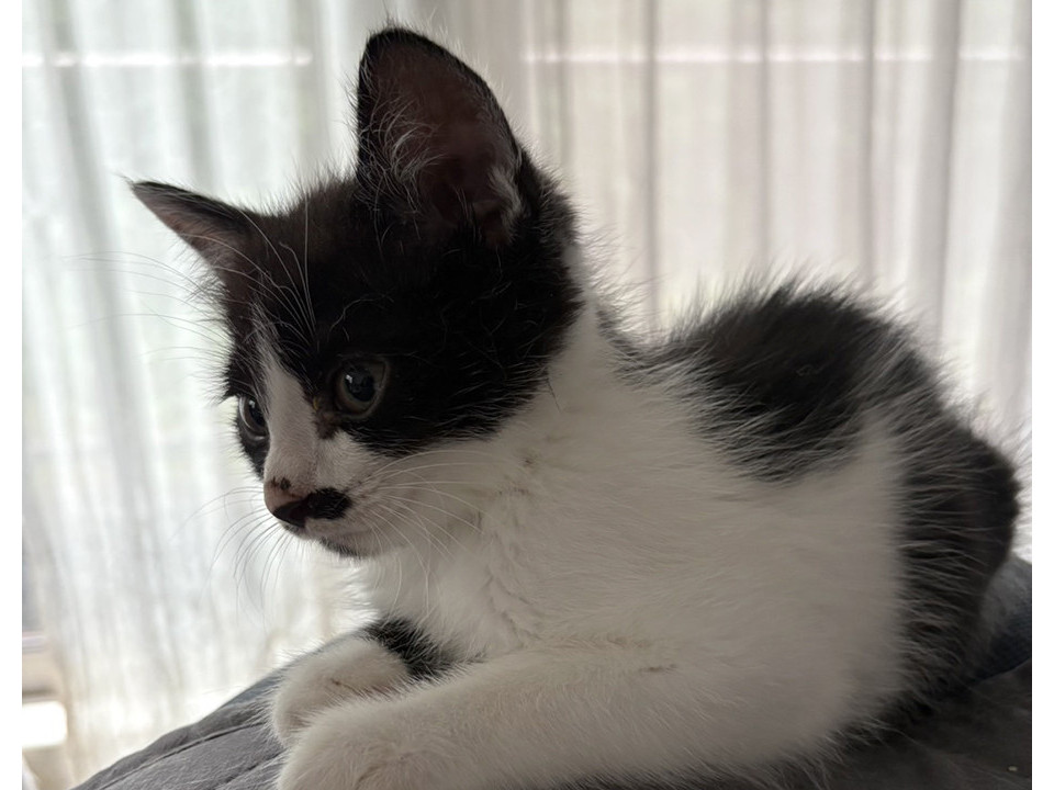ちっぴ6ヵ月♂とっても元気な仔猫