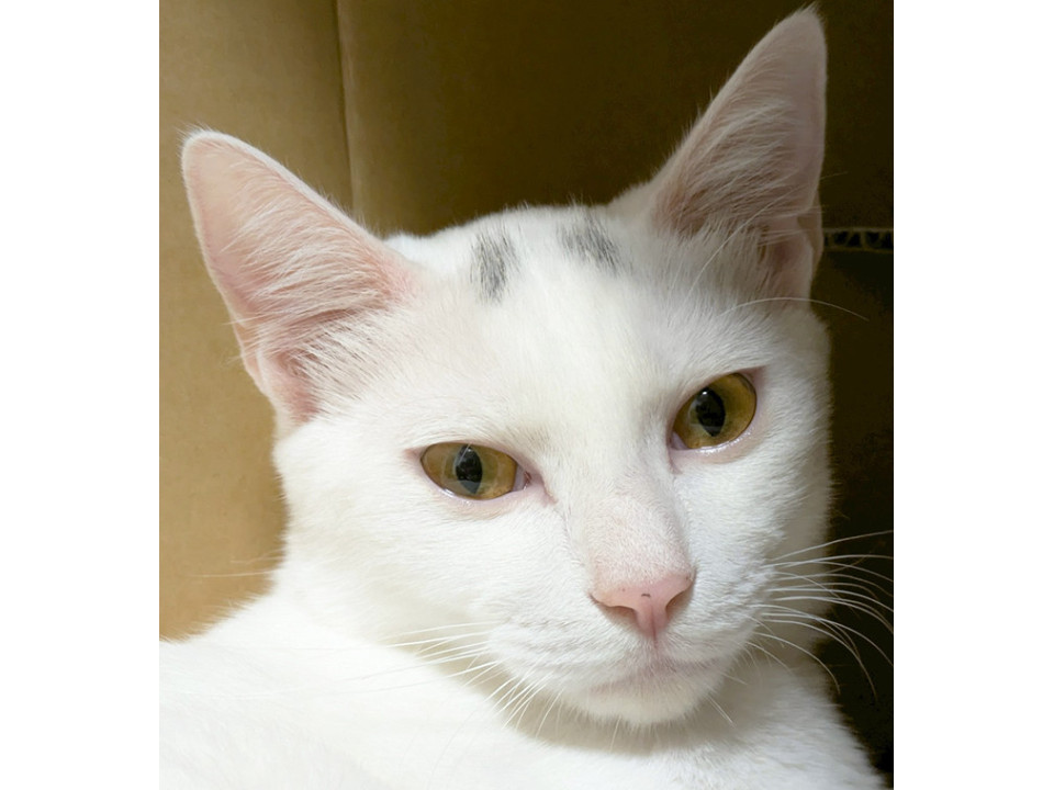 はく♂白猫美形兄妹7ヶ月