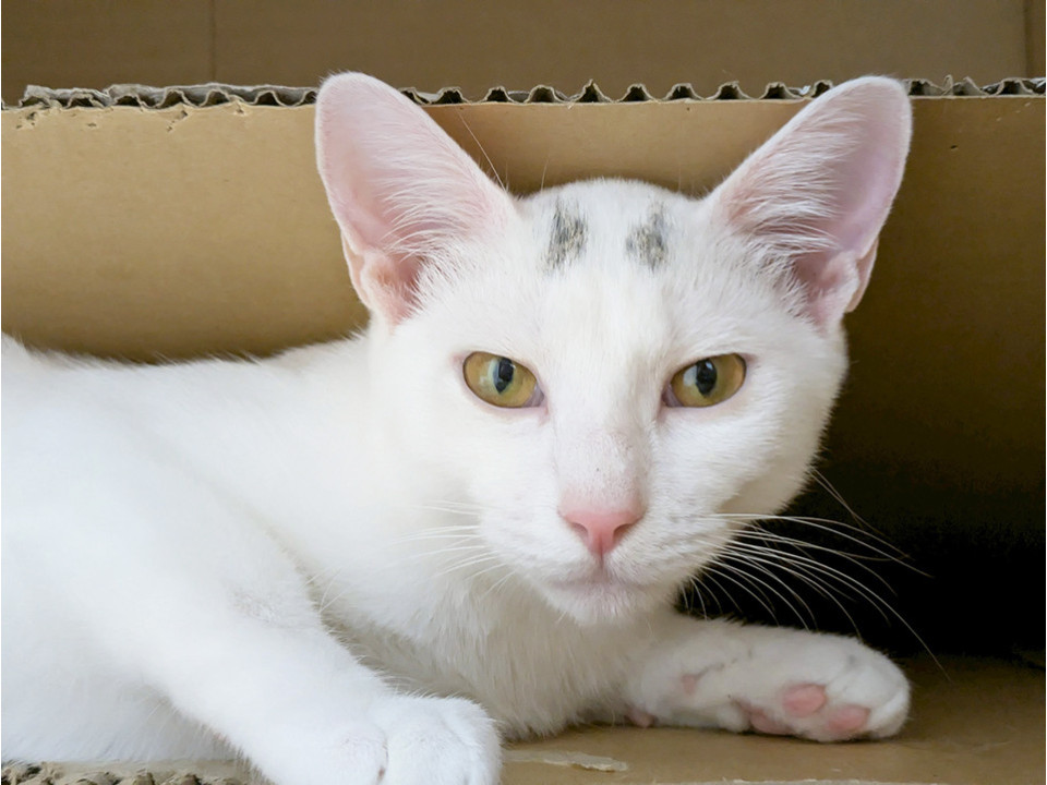 むく♀白猫美形兄妹7ヶ月