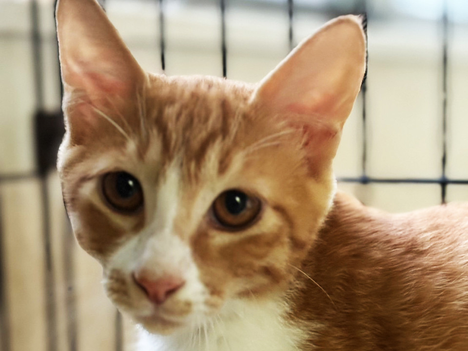 ちょろぎ♂茶白猫兄妹5ヵ月半