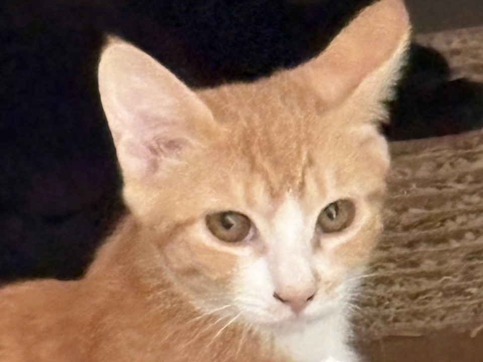 春菊♀茶白猫兄妹5ヵ月半