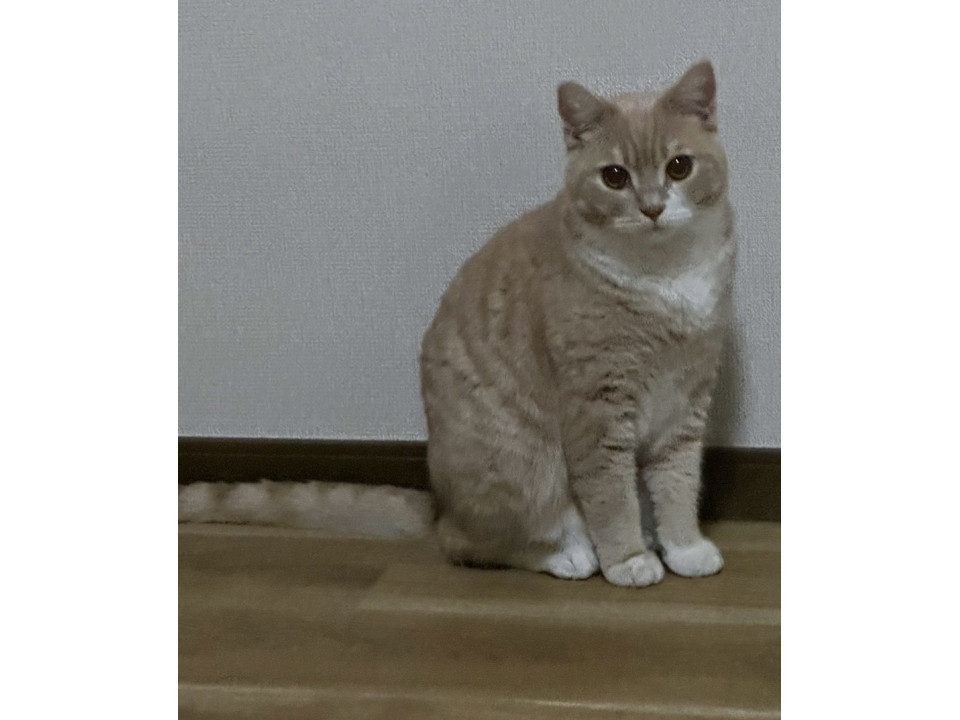 ツンデレでも可愛いスコティッシュ