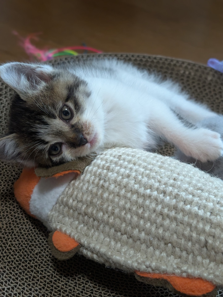 密着系子猫!気づけば膝の上。