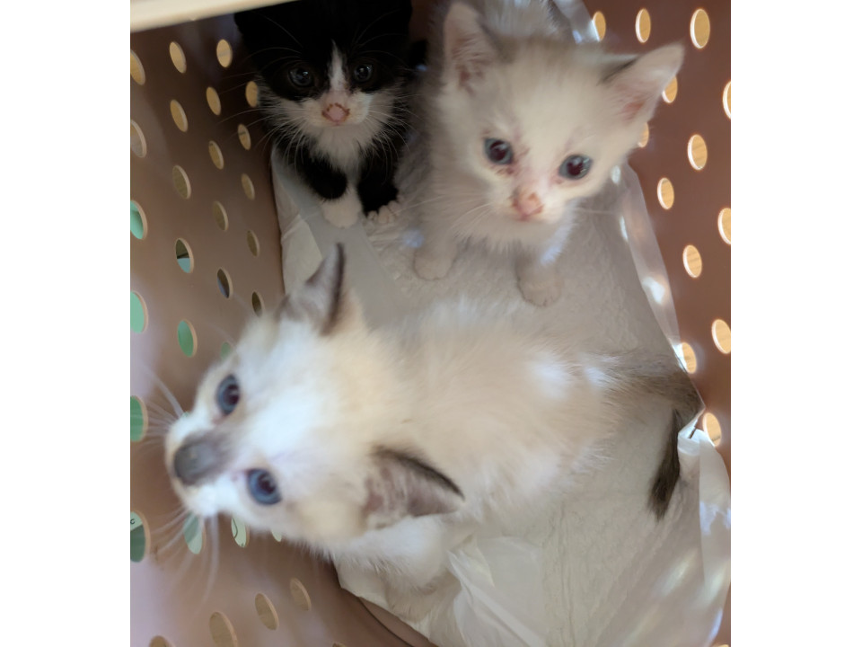 3週齢❤️3兄妹