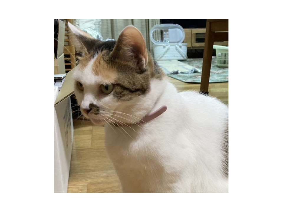 おとなしく人懐っこい三毛猫ちゃん