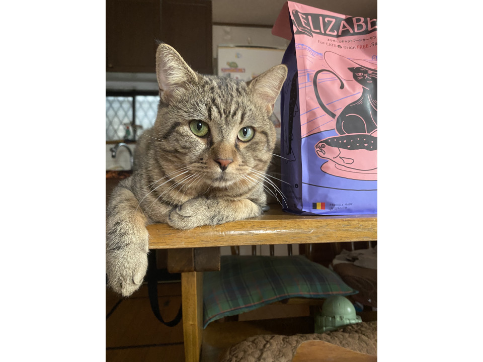 キジトラ猫エイズ陽性